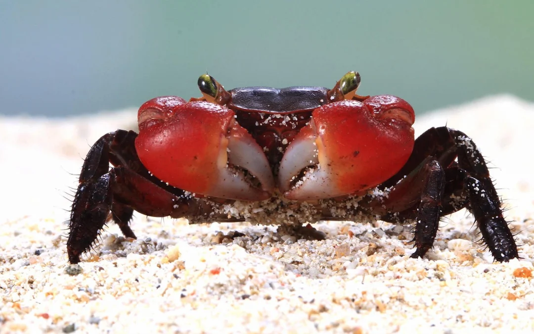 OpenClaw, image of a crab