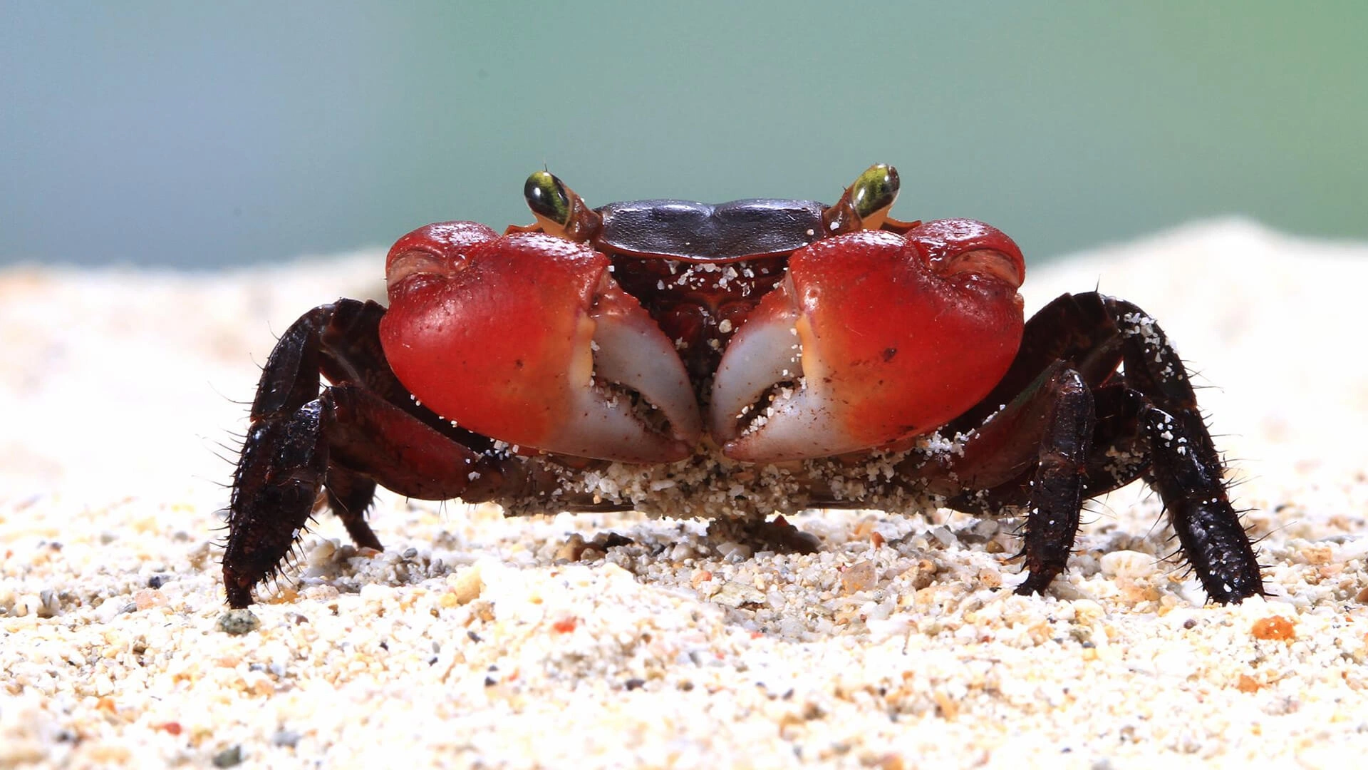 OpenClaw, image of a crab